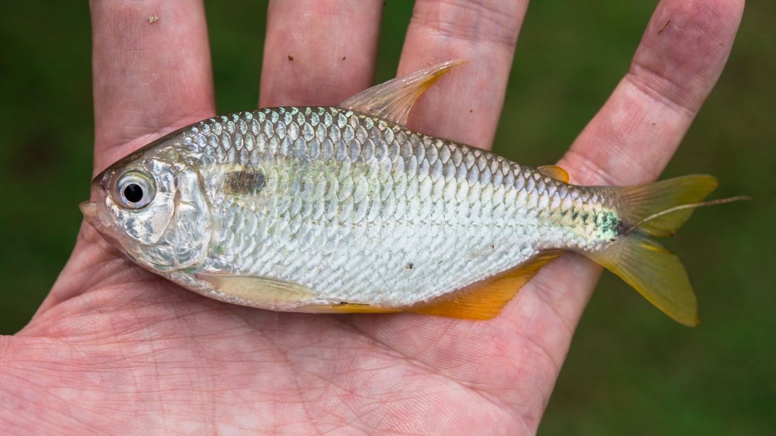Pesca esportiva incentiva criação comercial de lambari para isca viva