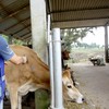 A vacina antirrábica é a única defesa eficaz contra a doença - Adapar/Divulgação