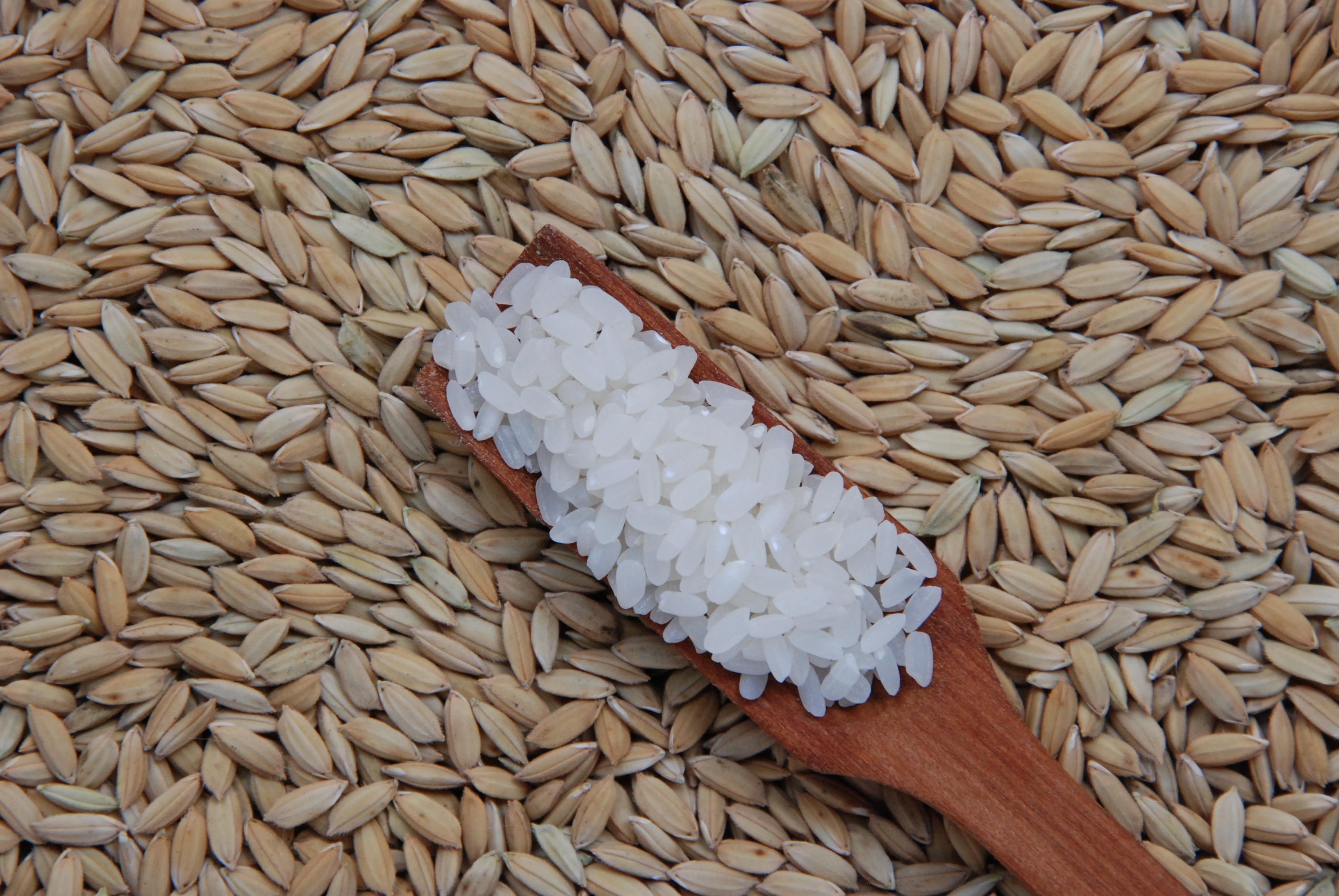 Preços mundiais do arroz caem para o menor nível em dez anos