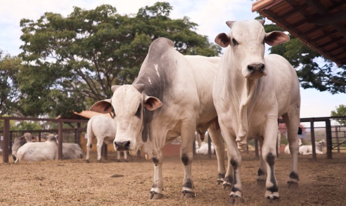 Preço do boi gordo abre semana com nova alta