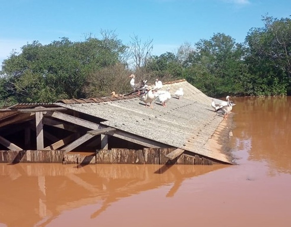Galpão submerso em Nova Santa Rita (RS) — Foto: Emater-RS / Divulgação