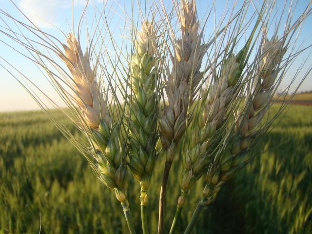 Mudanças climáticas podem fazer brusone reduzir em 13% a produção mundial de trigo