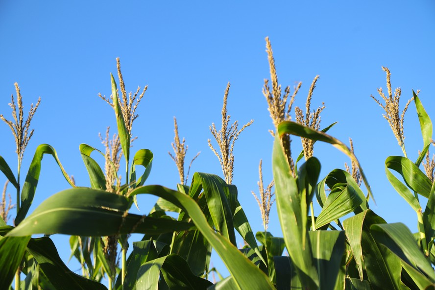 Os contratos de milho para dezembro recuaram apenas 0,51% no dia e subiram 0,57% na semana