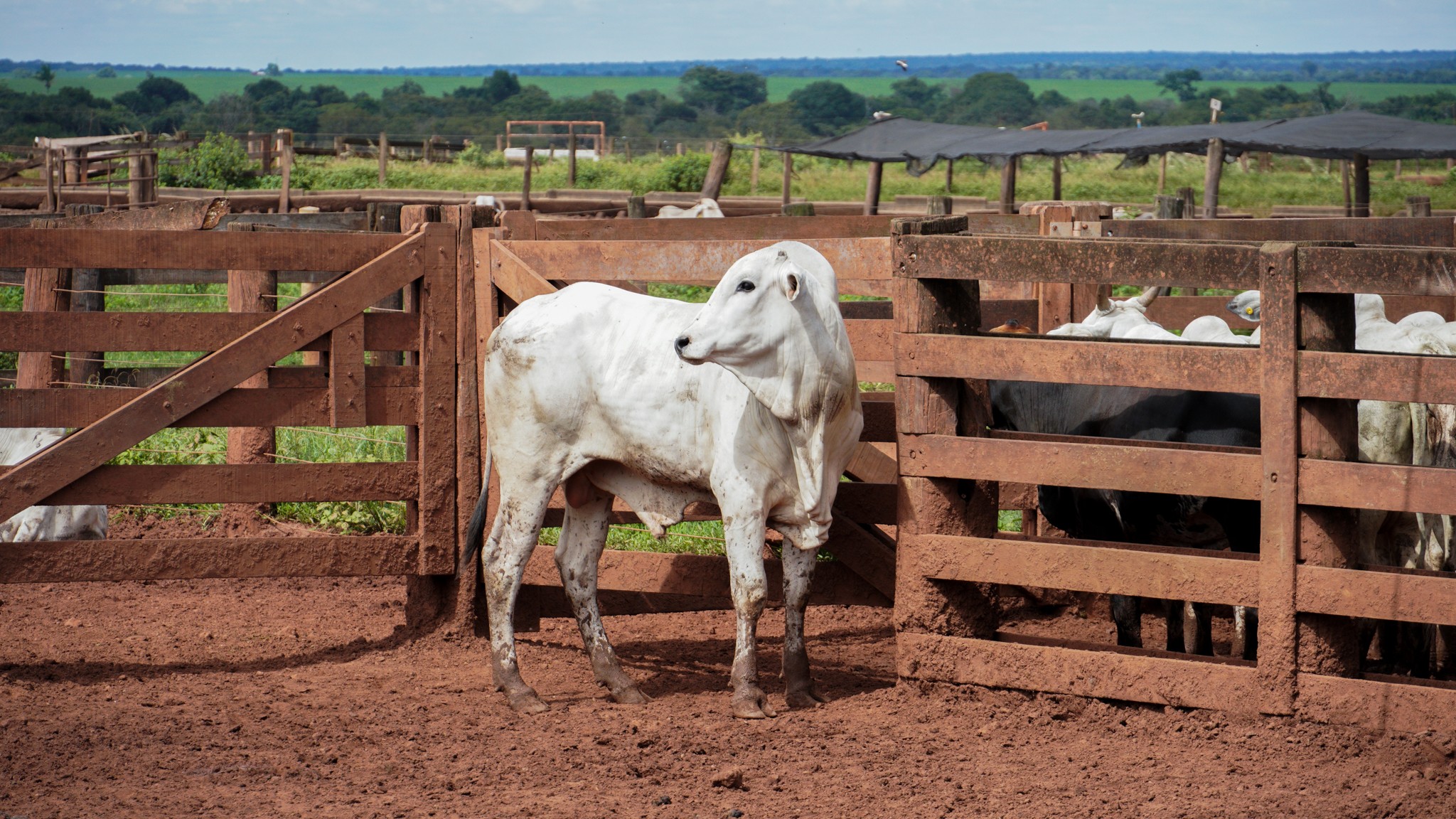Preço do boi gordo encerra a semana estável com maior oferta de gado
