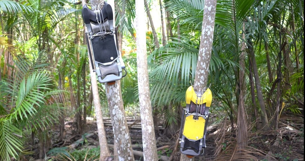Equipamento sobe na palmeira e corta o cacho do açaí — Foto: Divulgação