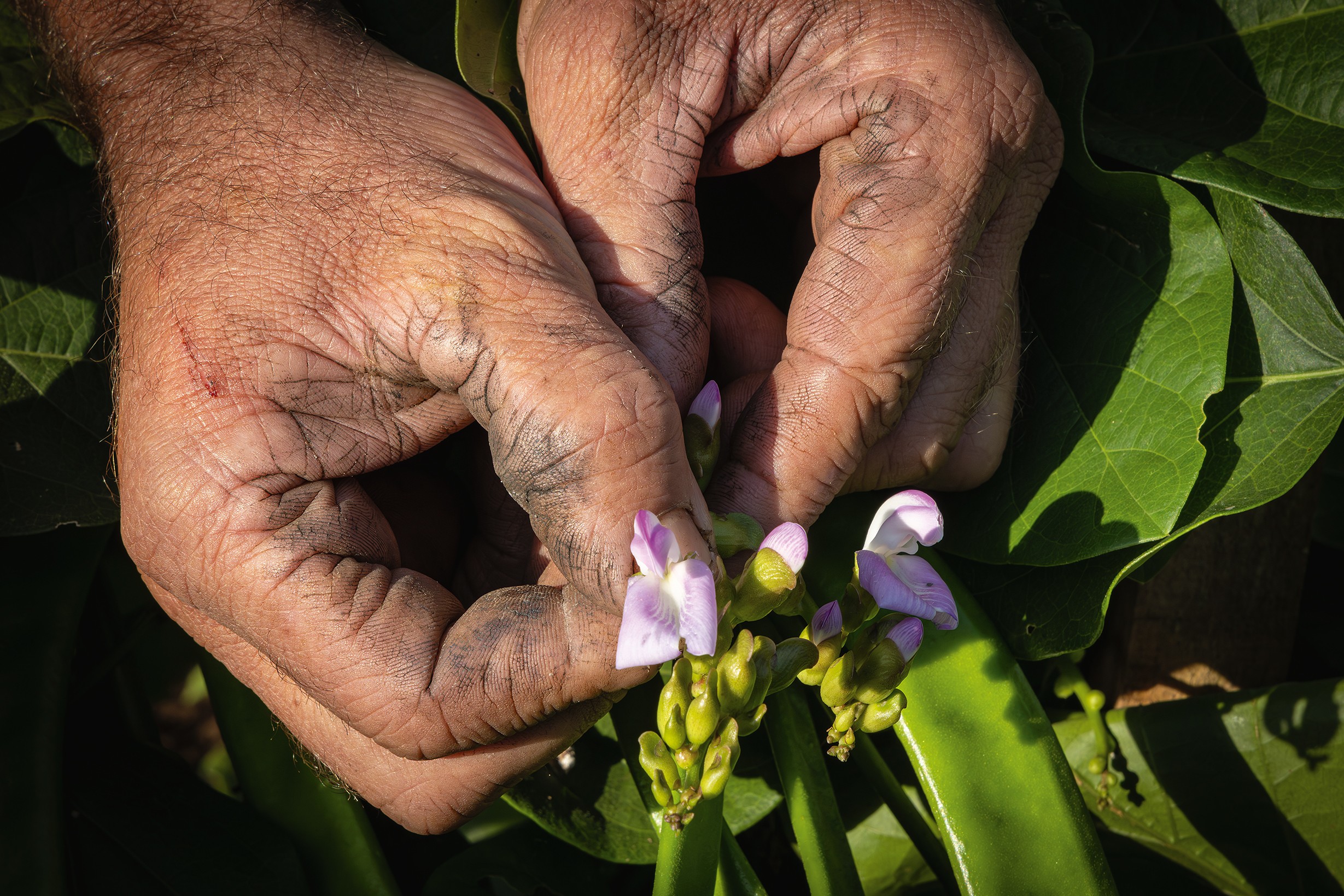 Agroflorestas auxiliam na recuperação de áreas afetadas por enchentes no Rio Grande do Sul