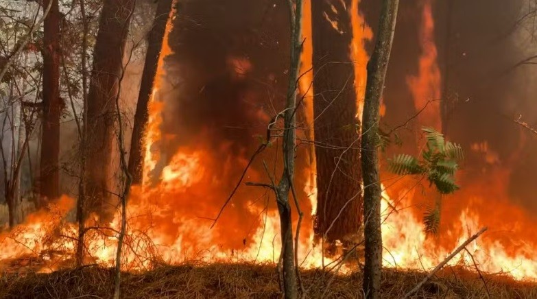 Produtores de SP querem que áreas afetadas por incêndios continuem com cadastro ambiental regular