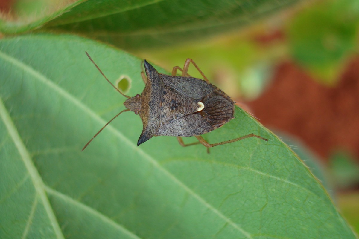 Defensivo biodirigido para soja e milho