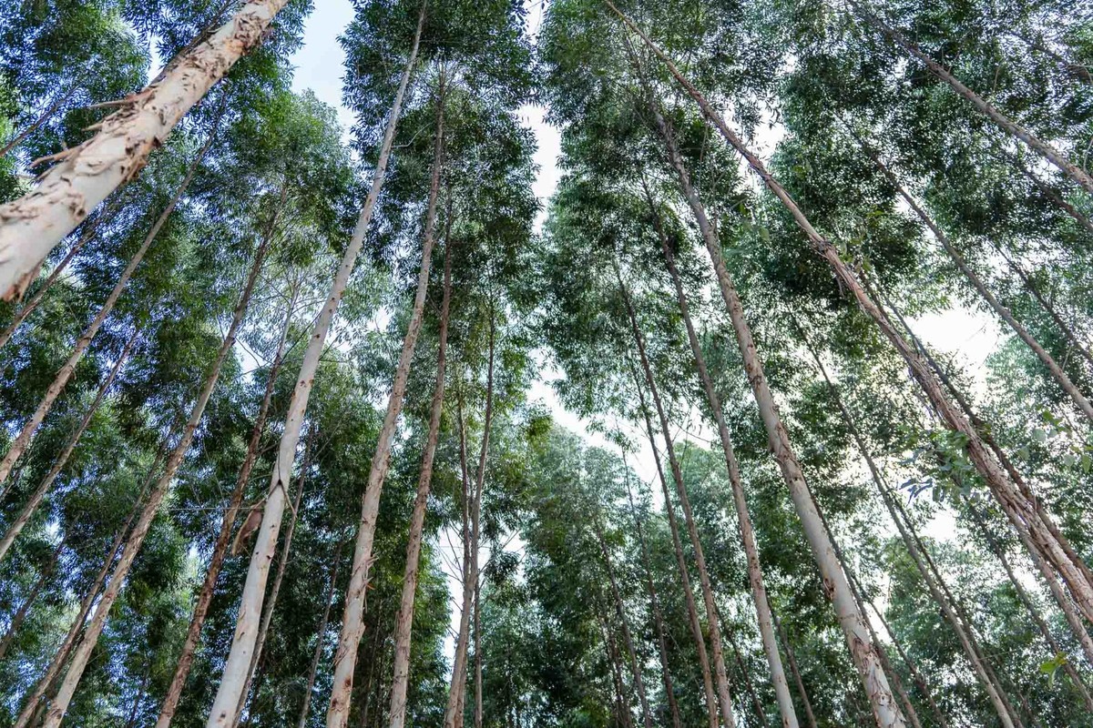 Com demanda por biomassa, plantio de eucalipto atrai investidores em MT