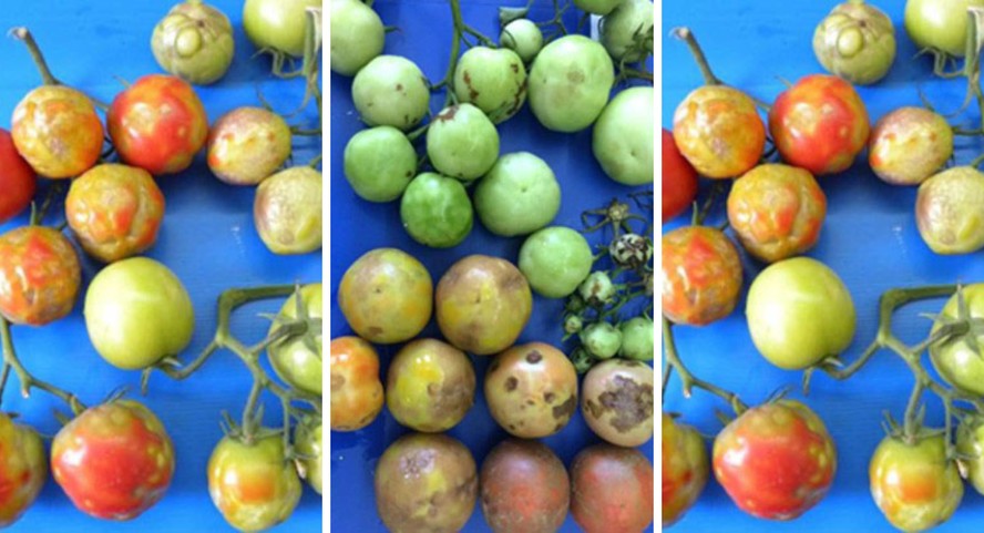 Vírus rugoso do tomate atormenta produtor na Espanha e requer atenção ...