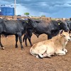 Vendas de gado seguem com liquidez moderada - José Florentino/Globo Rural
