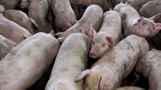 Agroceres PIC inaugurará nova unidade de produção de sêmen suíno na Argentina