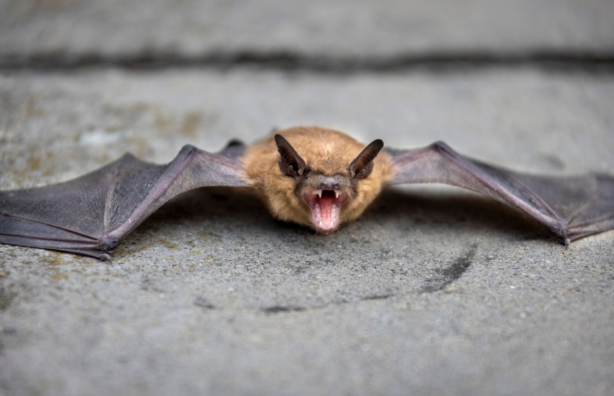 Além do morcego, outros animais também podem transmitir o vírus da raiva