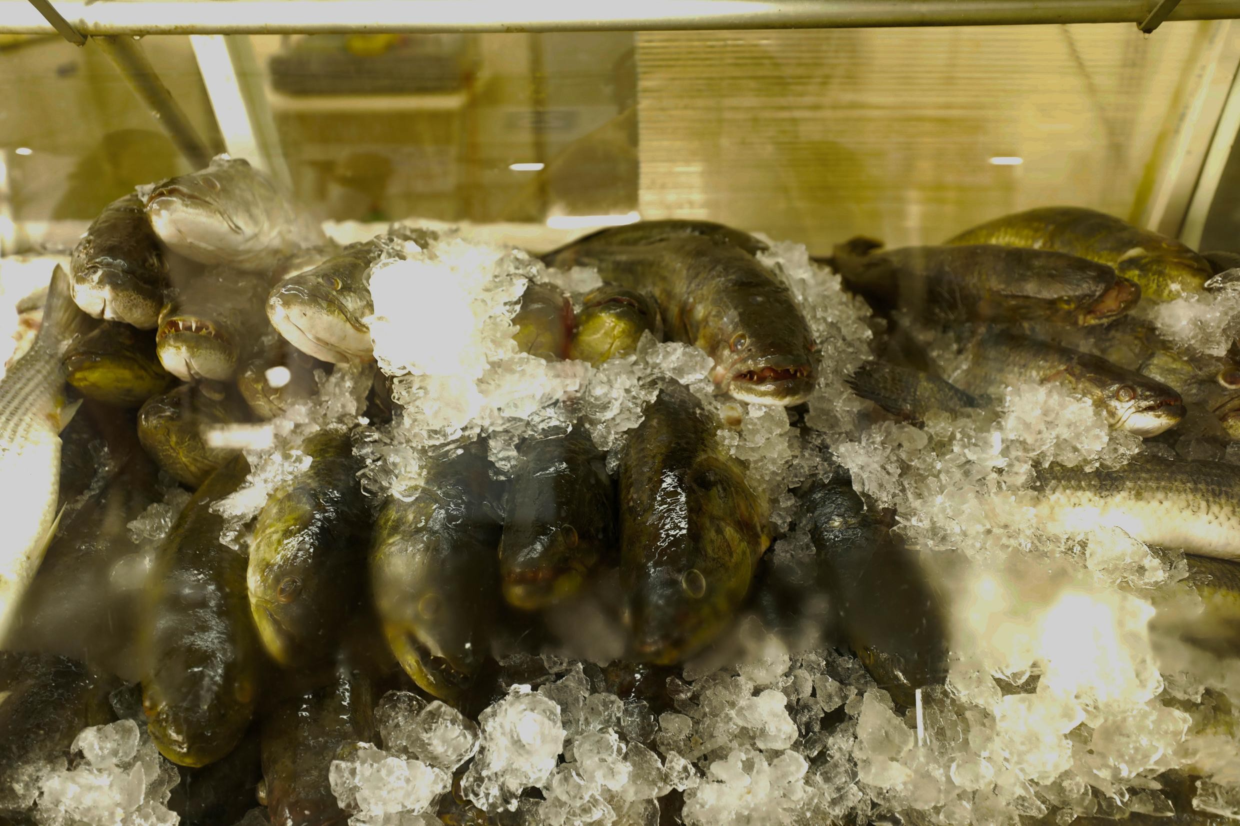 Como escolher peixe na Semana Santa e evitar fraudes