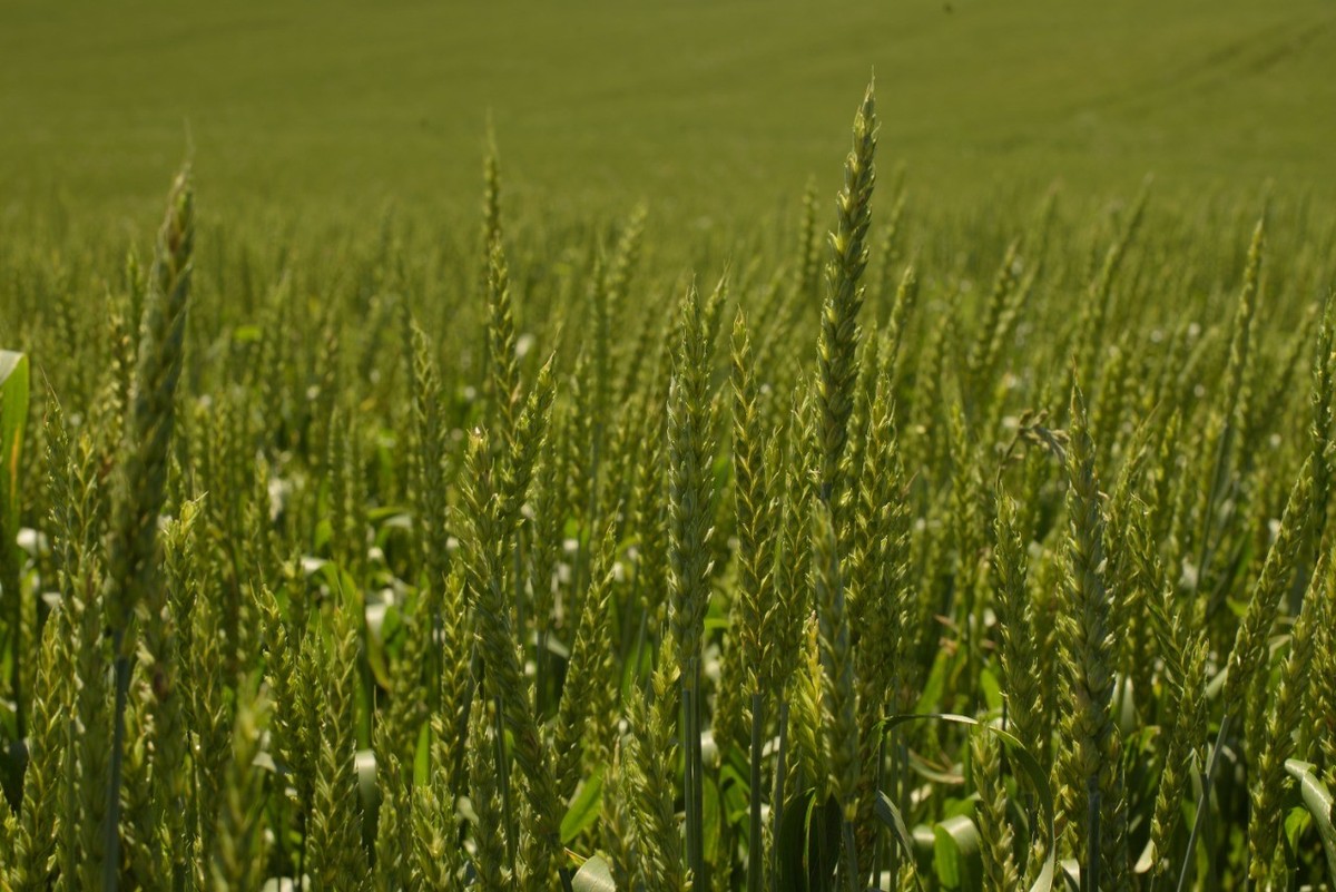 Mesmo com fortes chuvas, plantio de trigo está praticamente finalizado no RS