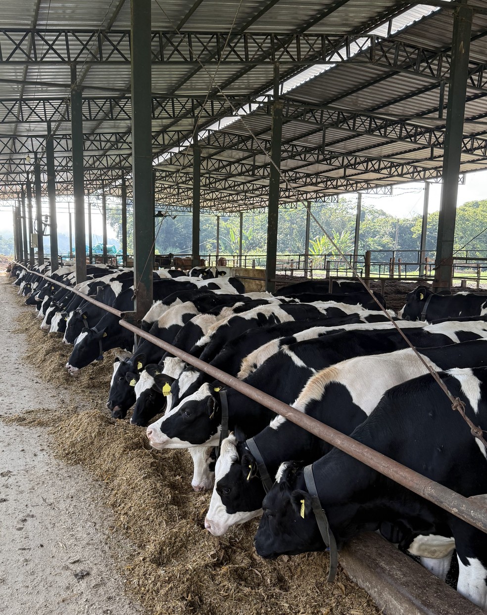 Atualmente, entre vacas e novilhas, a Fazenda Sertãozinho mantém 300 animais — Foto: Divulgação