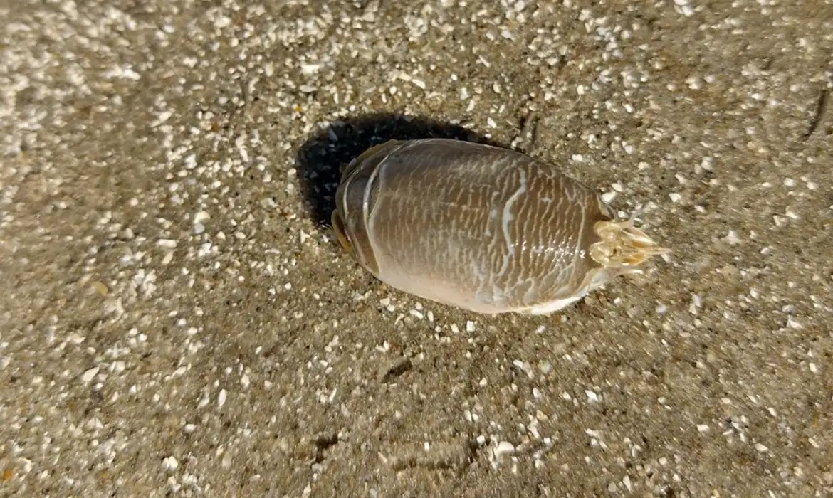 Pesquisa busca resposta sobre declínio da tatuís, crustáceos do Brasil