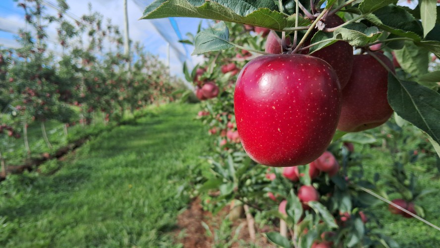 Brasil colheu 850 mil toneladas de maçã, uma alta de 2,16% em relação a 2024