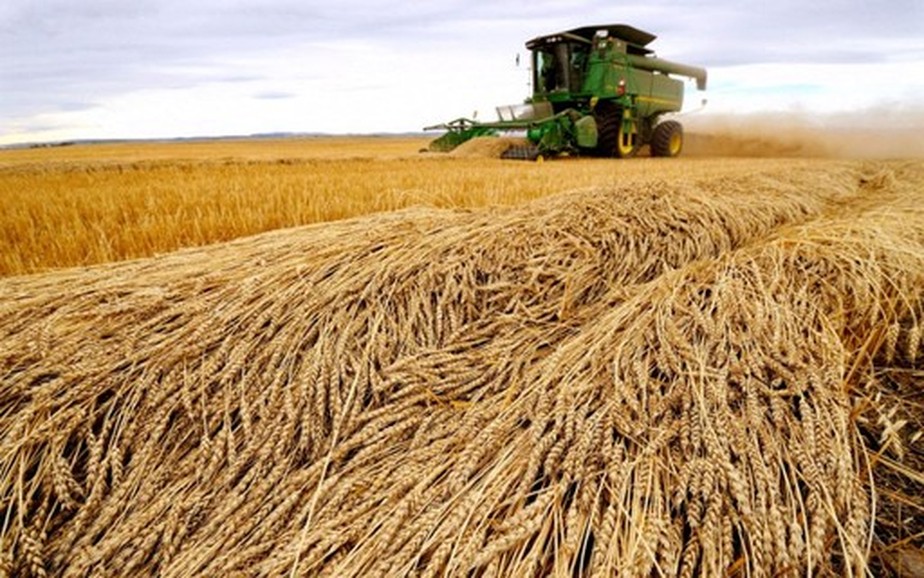 Mundo deve terminar a safra 2023/2024 de trigo com estoques de mais de 270 milhões de toneladas