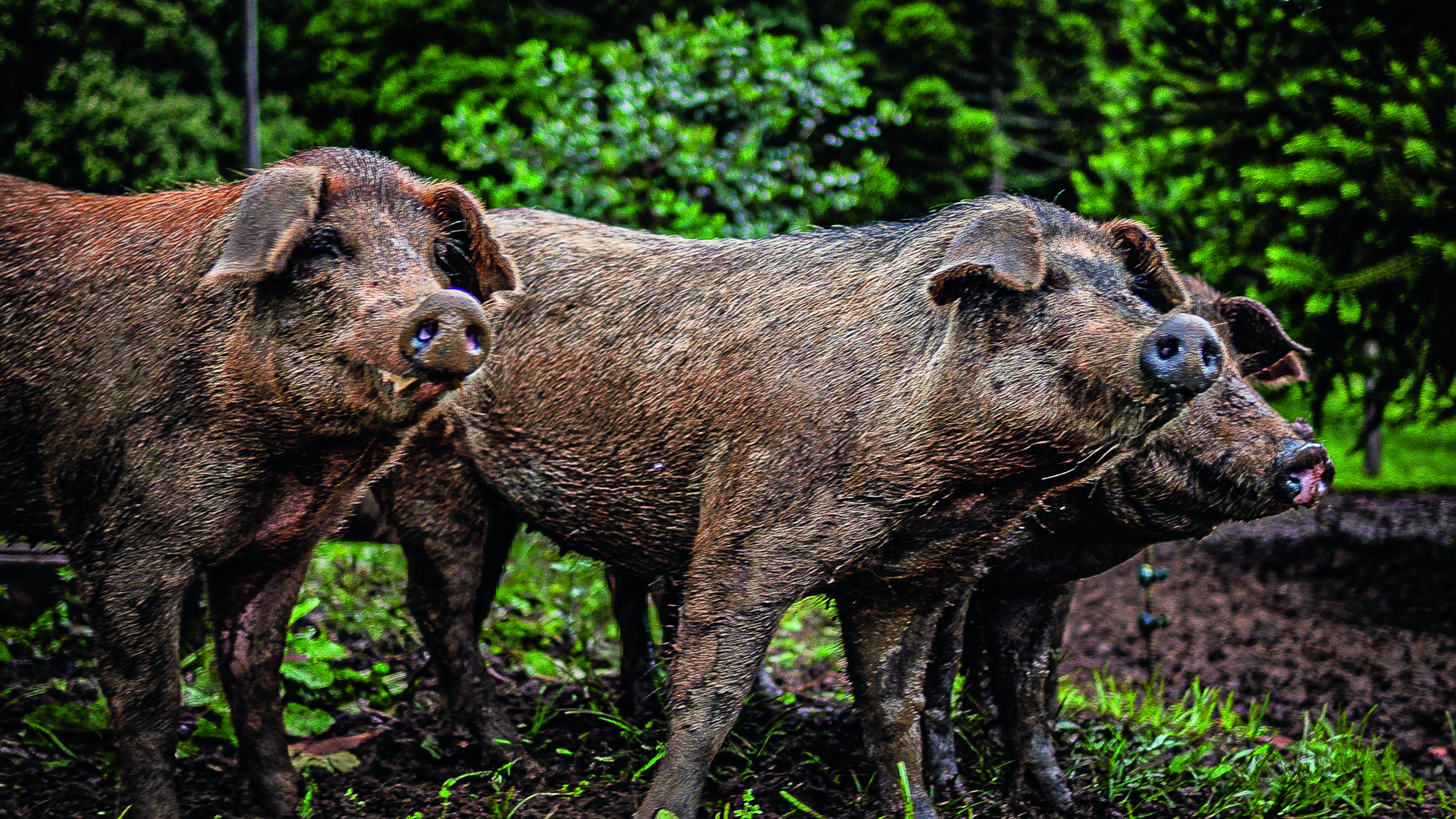 Porco moura: conheça a raça que iniciou a suinocultura no Paraná