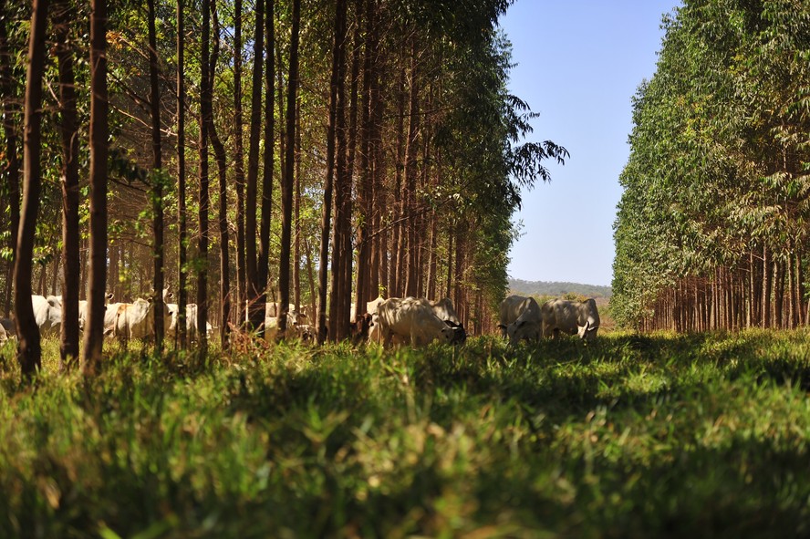 Integração lavoura, pecuária e floresta é destaque na Revista Globo Rural  de maio - Revista Globo Rural