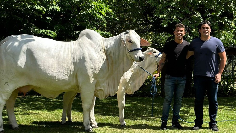 Jogador possui uma vaca premiada na Exposição Megaleite e outra (Estilosa FIV CRL) como Grande Reservada Campeã na Expoinel 2023 — Foto: Divulgação