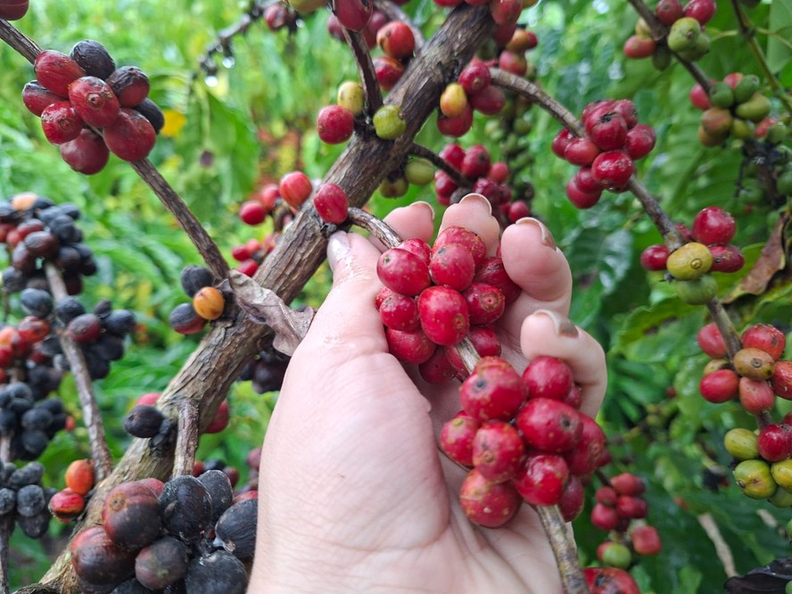 Café conilon em diferentes estágios de maturação no Espírito Santo