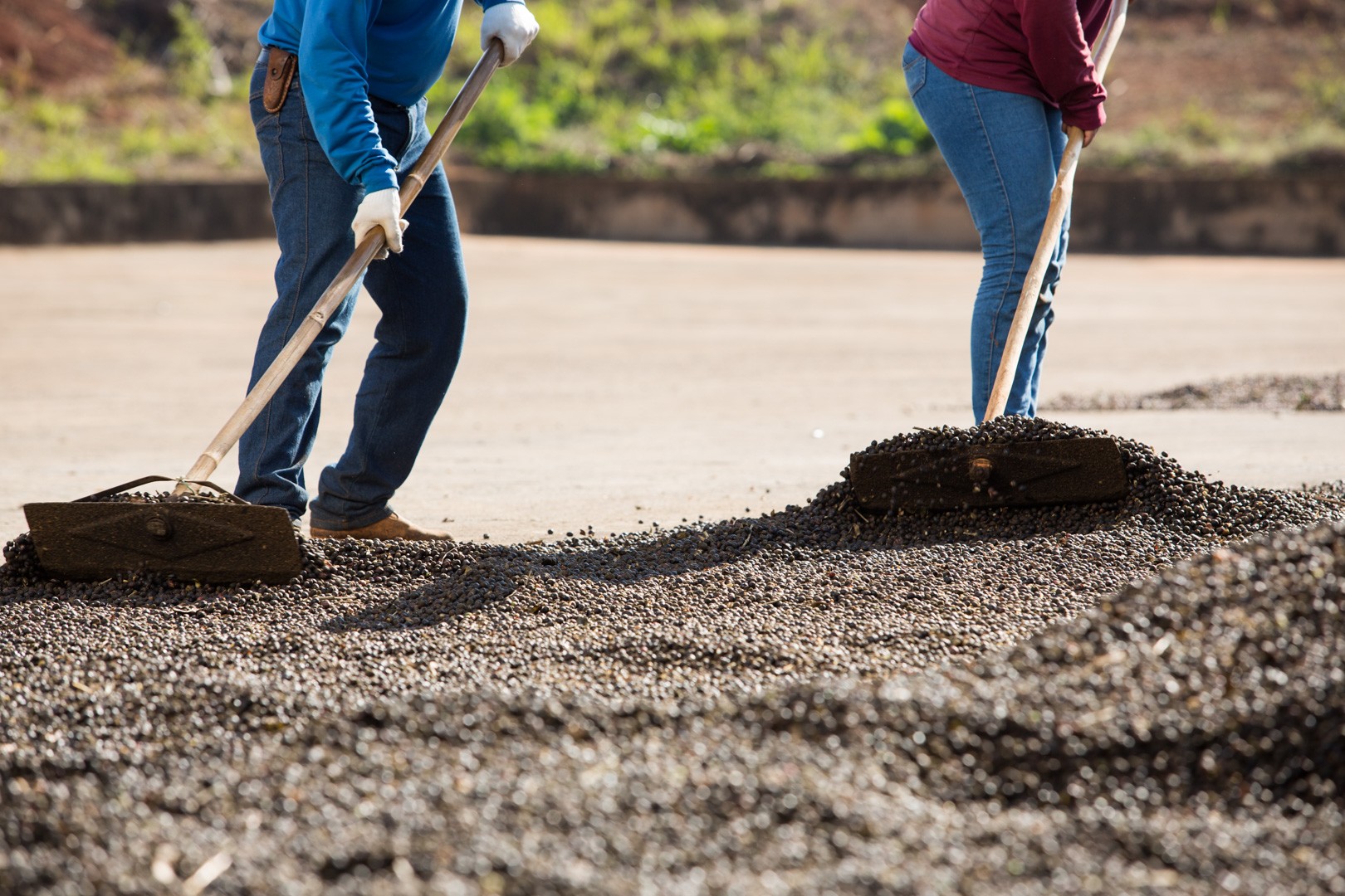 Café do Brasil a caminho de recorde e alta qualidade; ouça o comentário