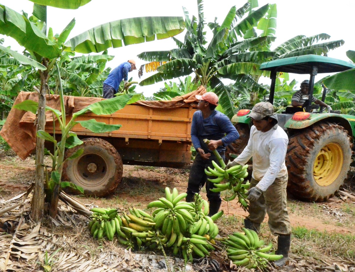 Tecnologia ajuda a preservar bananeiras na região Norte