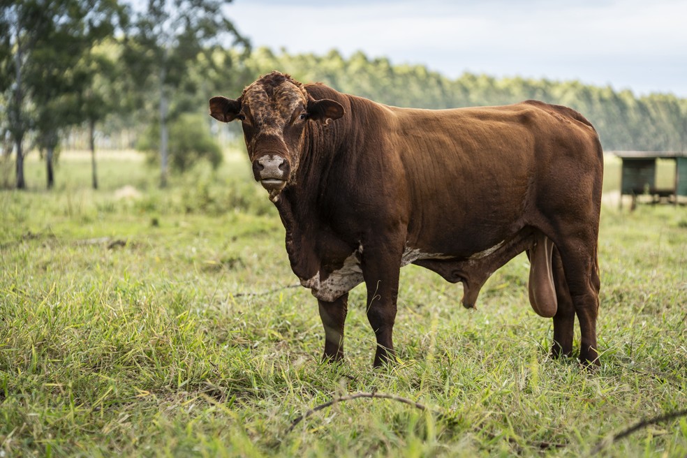 Coudelaria conta um com rebanho de bovinos braford — Foto: Marcelo Curia/Globo Rural