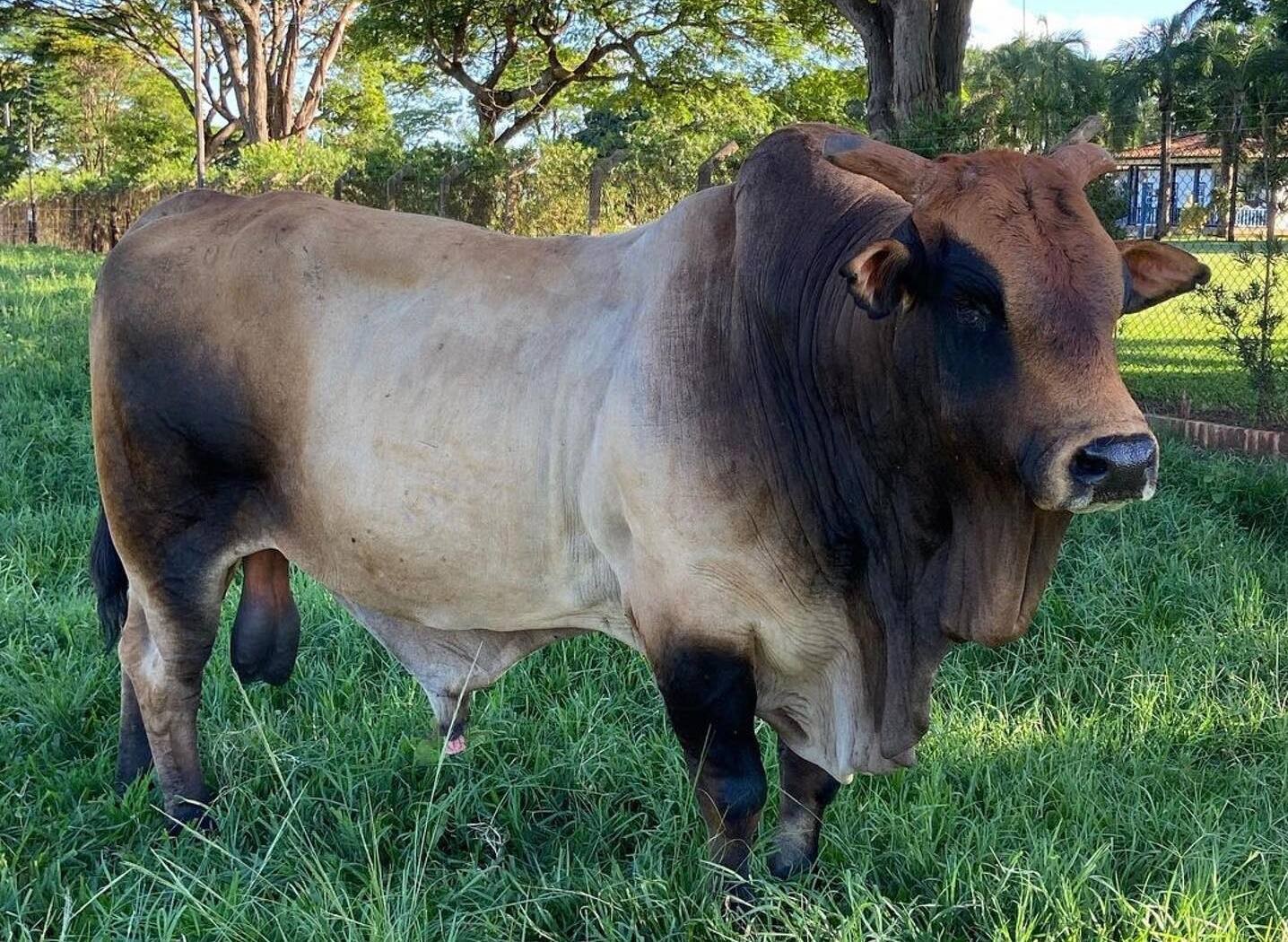 Morre o touro Bipolar, uma das lendas dos rodeios no Brasil