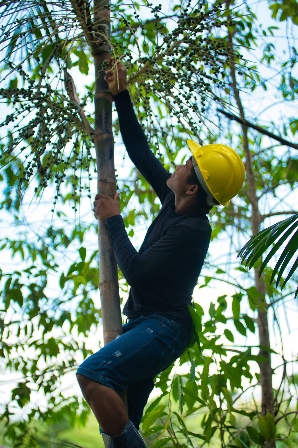 AmazonBai reúne 144 cooperados na região do Bailique — Foto: Divulgação/AmazonBai
