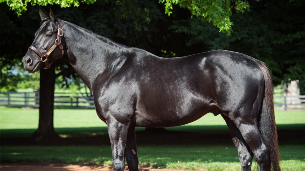 Quais são as raças de cavalo para corrida?