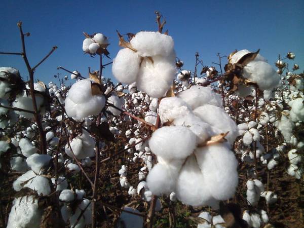 lavoura-algodão-MS-Mato-Grosso-do-Sul