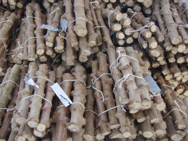 Conheça a maniva-semente e saiba quem é o maior produtor do Brasil