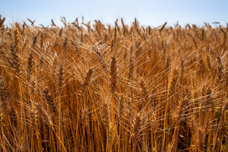 Brasil começa o ano com oferta reduzida de trigo