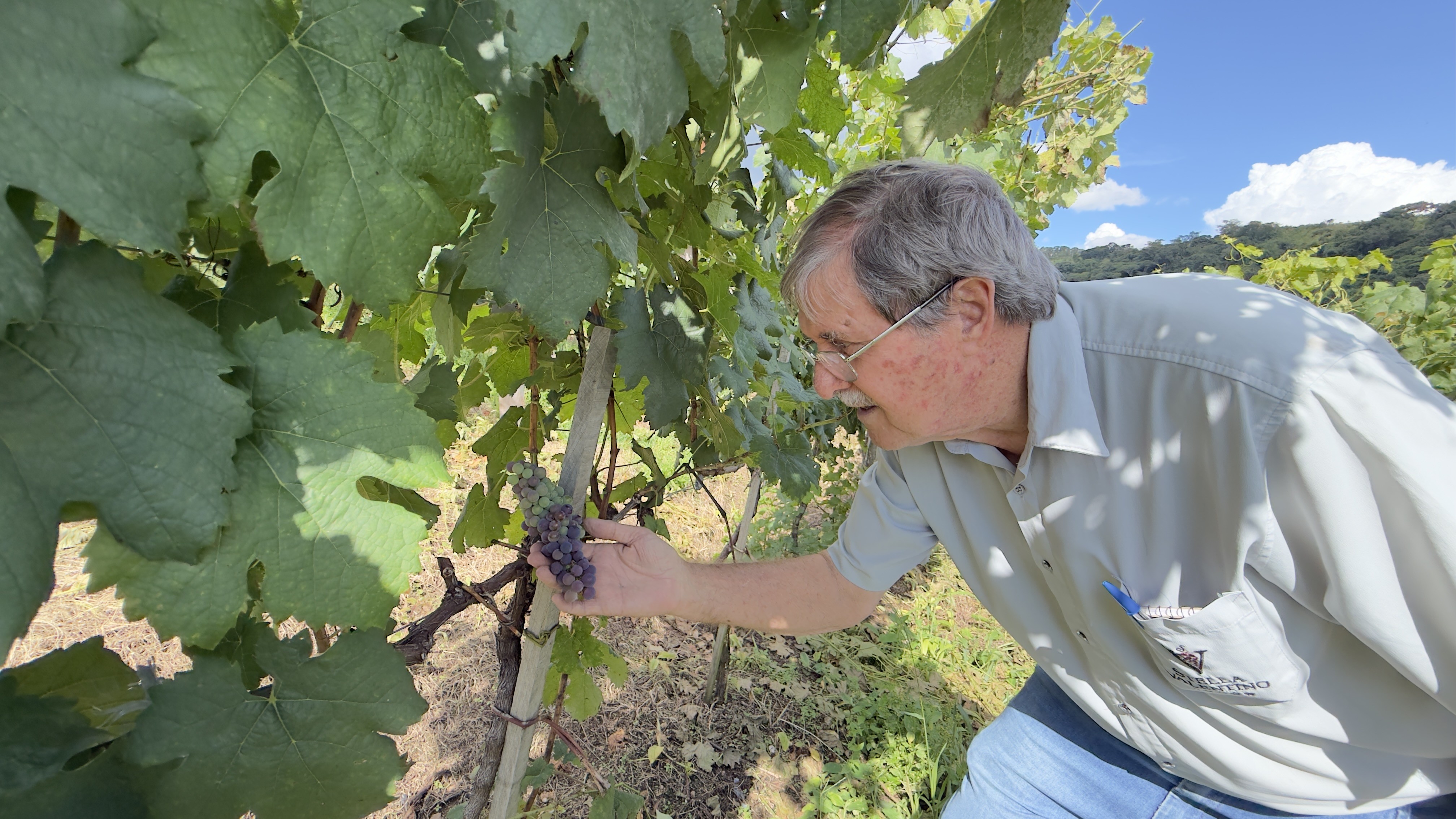 Vinícola no sul de Minas ganha novo impulso com enoturismo