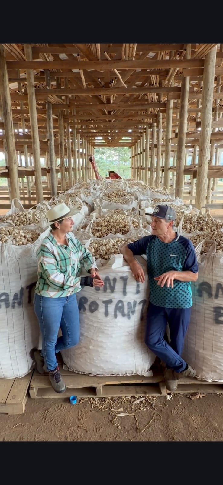 Alho importado ‘barato’ pressiona produtor, e plantio recua no Brasil