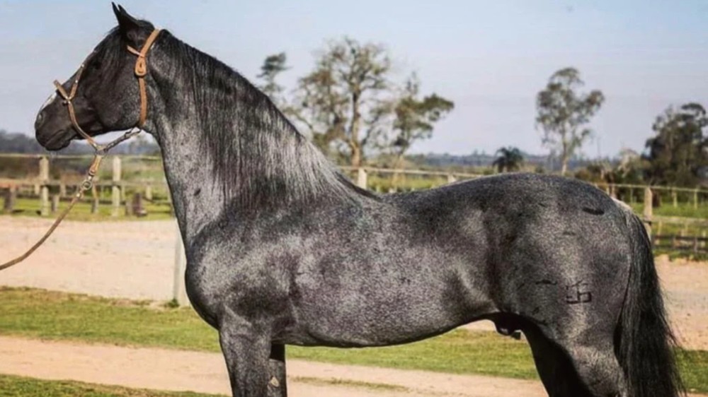 Cavalos Mais Caro Do Brasil