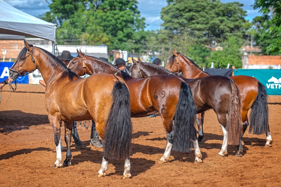 Brasil possui um rebanho de 508 mil cavalos da raça Crioulo — Foto: Felipe Ulbrich/ABCCC