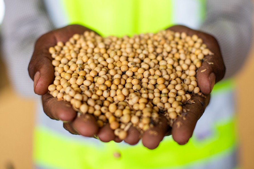 Órgão antitruste investiga a acusação de  formação de cartel por tradings no mercado de exportação de soja