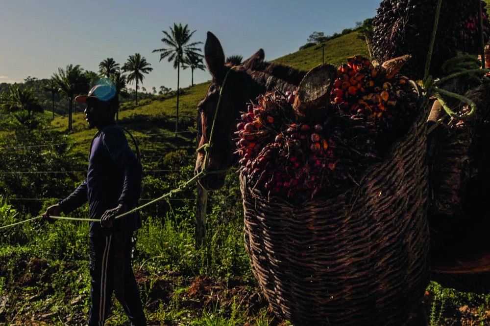 A resistência do dendê é destaque da Globo Rural de fevereiro