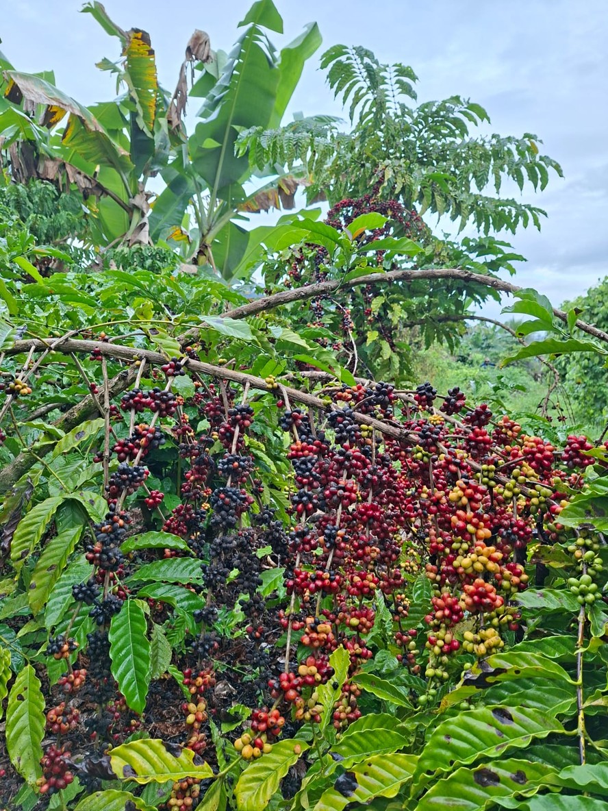 Café plantado na região amazônica tem agradado estrangeiros