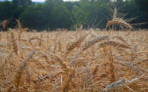 Plantio de trigo se aproxima do fim no Rio Grande do Sul