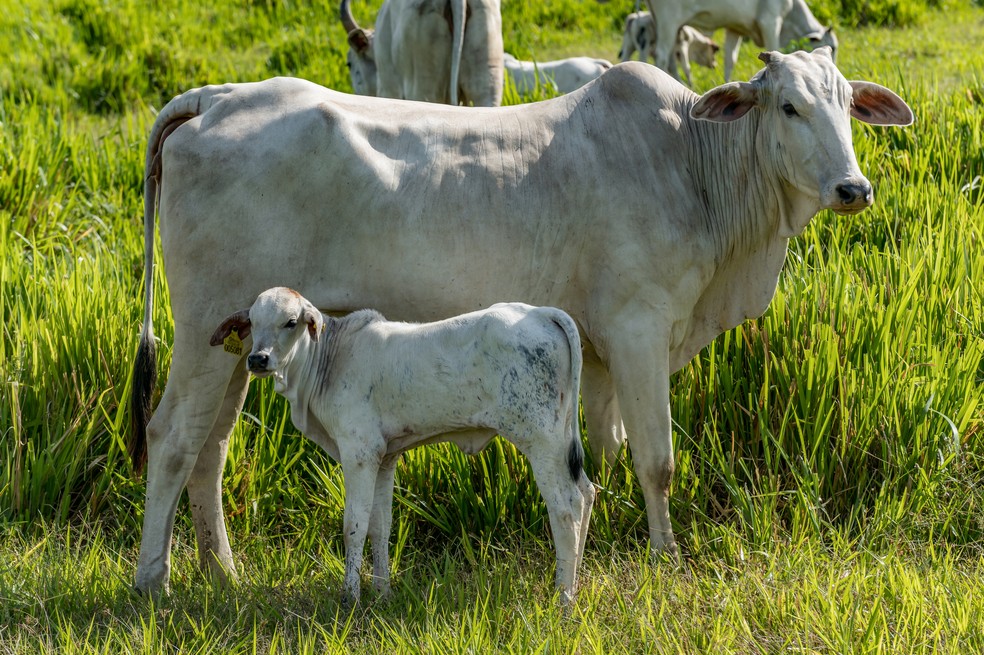 A valorização do bezerro nos últimos meses dá sinais de que a carne bovina poderá manter preços altos até pelo menos 2026 — Foto: Marcus Mesquita/Divulgação