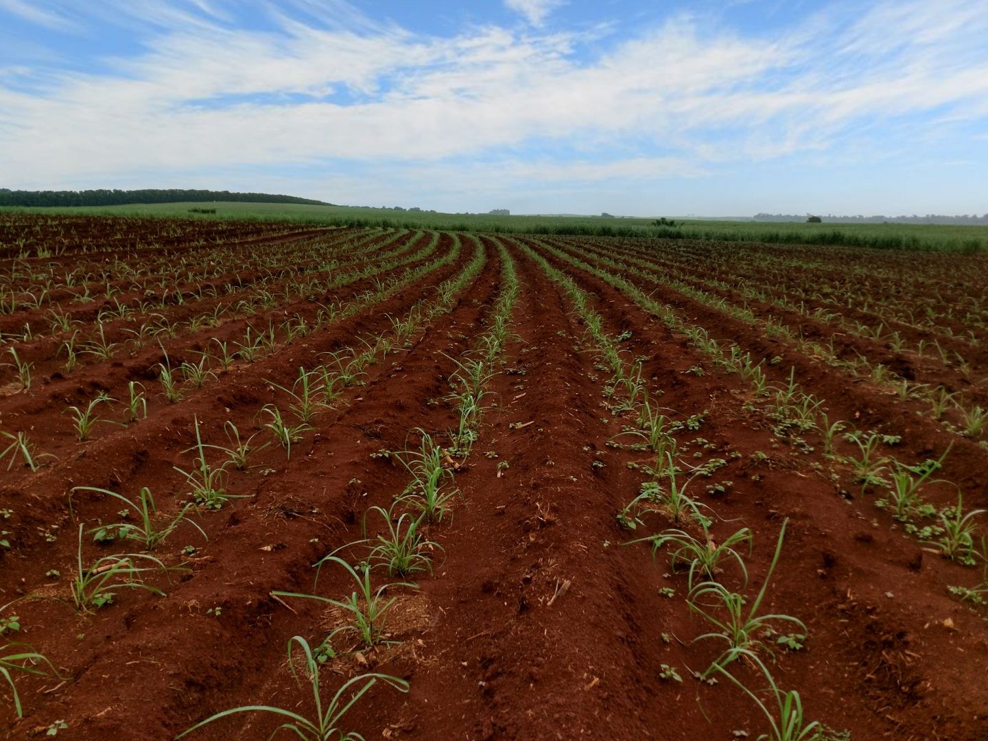 CTC tem lucro recorde na safra e avança em lançamentos