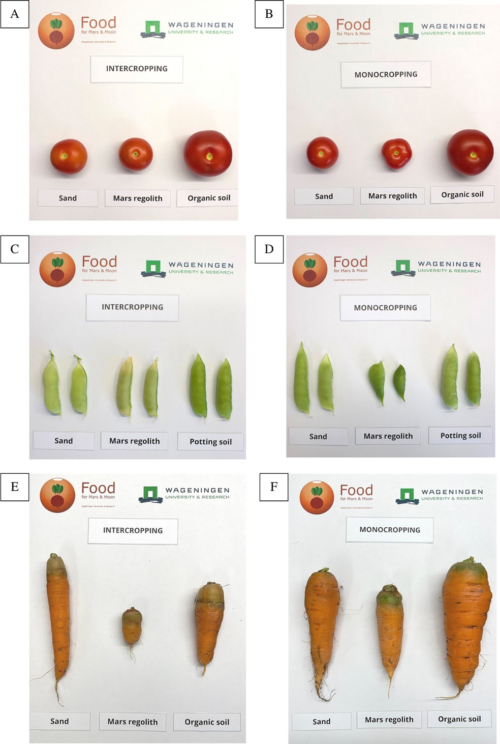Verduras cultivadas sob características que 'imitam' o solo marciano e lunar, o regolito — Foto: Divulgação/Pesquisa