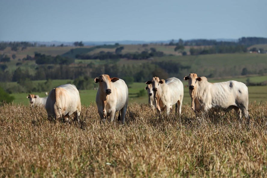 Ministério da Agricultura espera que recurso recupere até 1 milhão de hectares de pastagens