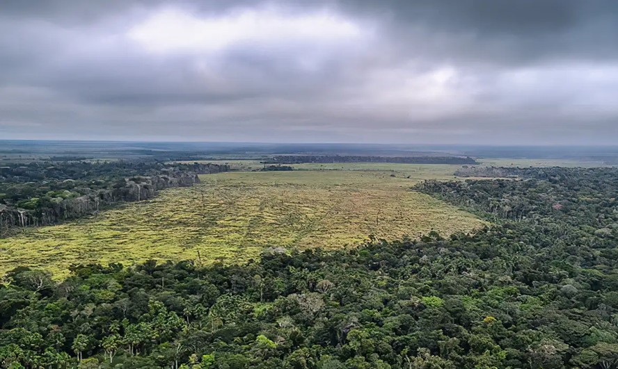Moratória da Soja é um acordo que visa a impedir a compra do grão de áreas de desmatamento na Amazônia
