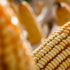 A desvalorização do milho reflete o clima favorável para as lavouras norte-americanas e a entrada da segunda safra do Brasil no mercado internacional  - Wenderson Araújo/CNA